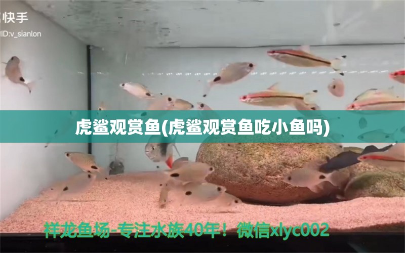 虎鲨观赏鱼(虎鲨观赏鱼吃小鱼吗)