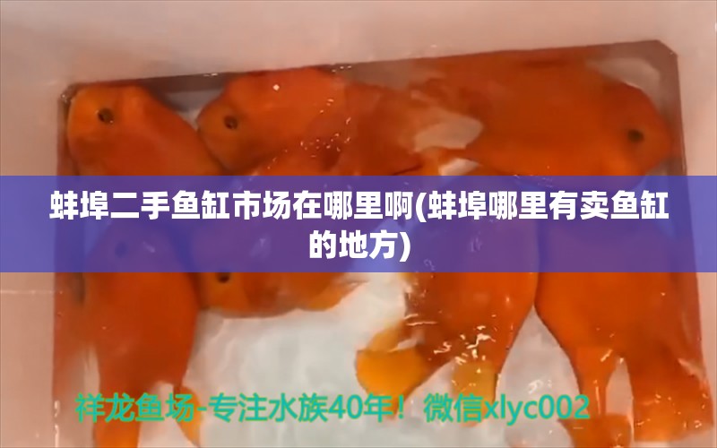 蚌埠二手鱼缸市场在哪里啊(蚌埠哪里有卖鱼缸的地方) 月光鸭嘴鱼