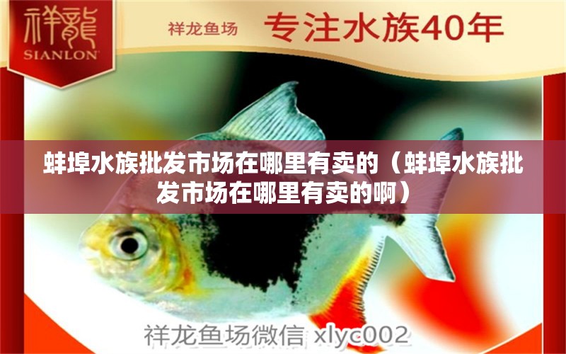 蚌埠水族批发市场在哪里有卖的（蚌埠水族批发市场在哪里有卖的啊） 观赏鱼水族批发市场