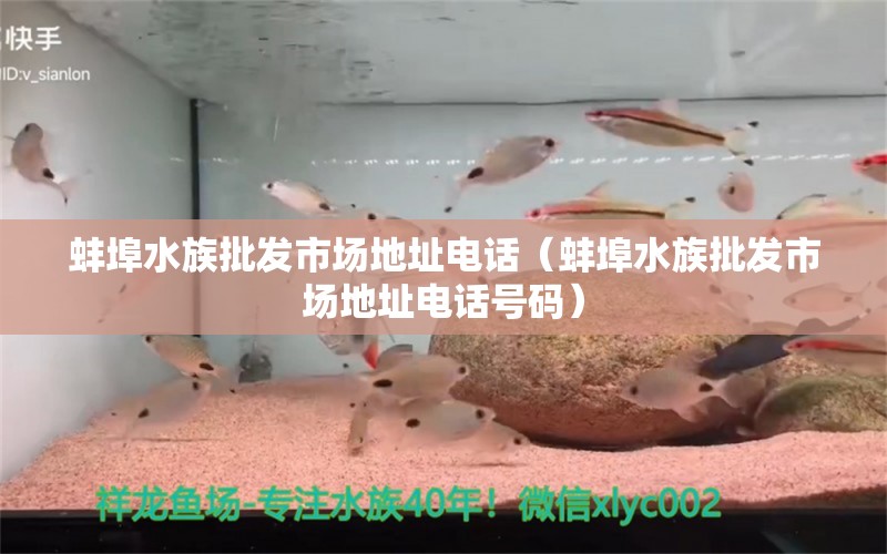 蚌埠水族批发市场地址电话（蚌埠水族批发市场地址电话号码） 观赏鱼水族批发市场