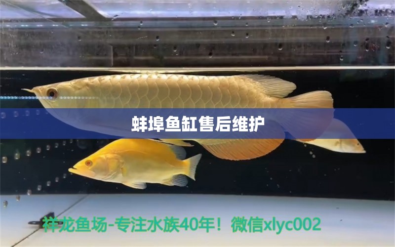 蚌埠鱼缸售后维护