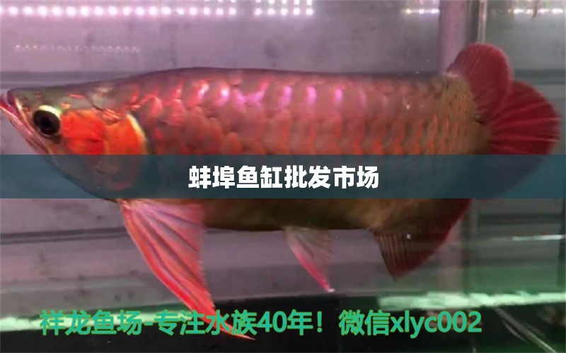 蚌埠鱼缸批发市场 水族问答 第2张