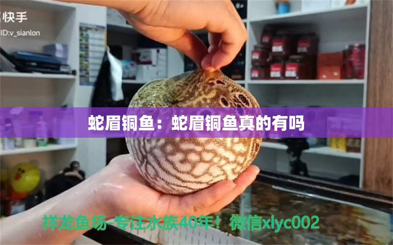 蛇眉铜鱼：蛇眉铜鱼真的有吗