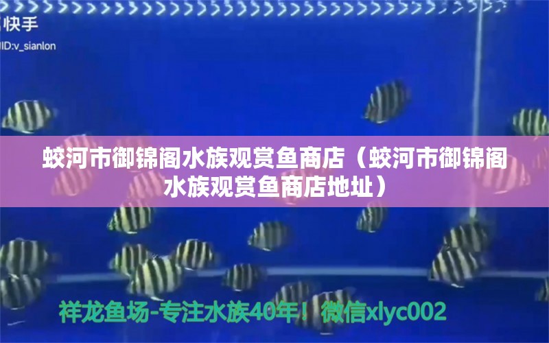 蛟河市御锦阁水族观赏鱼商店（蛟河市御锦阁水族观赏鱼商店地址）