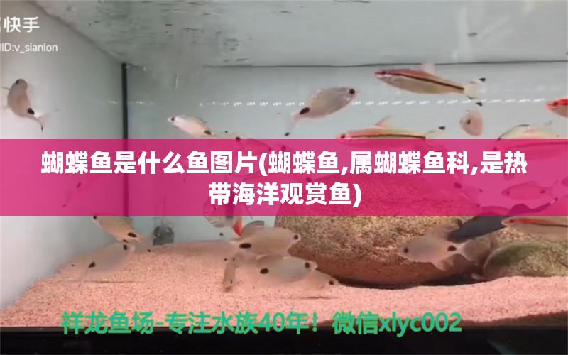 蝴蝶鱼是什么鱼图片(蝴蝶鱼,属蝴蝶鱼科,是热带海洋观赏鱼) 蝴蝶鲤 第1张