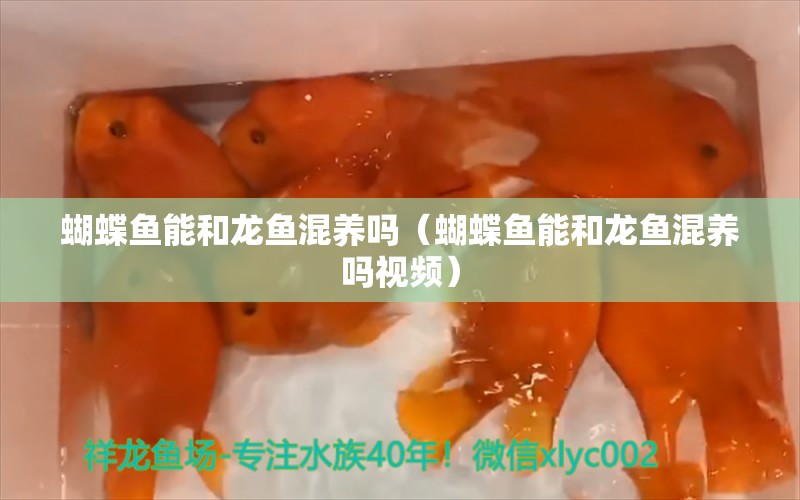 蝴蝶鱼能和龙鱼混养吗（蝴蝶鱼能和龙鱼混养吗视频） 蝴蝶鲤