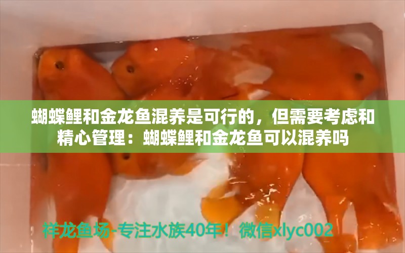 蝴蝶鲤和金龙鱼混养是可行的，但需要考虑和精心管理：蝴蝶鲤和金龙鱼可以混养吗 龙鱼百科 第2张