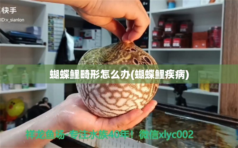 蝴蝶鲤畸形怎么办(蝴蝶鲤疾病)