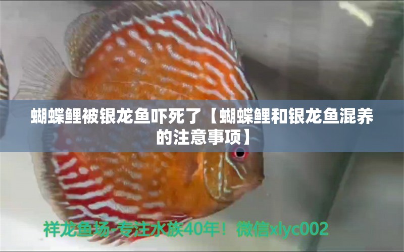 蝴蝶鲤被银龙鱼吓死了【蝴蝶鲤和银龙鱼混养的注意事项】 龙鱼百科 第2张