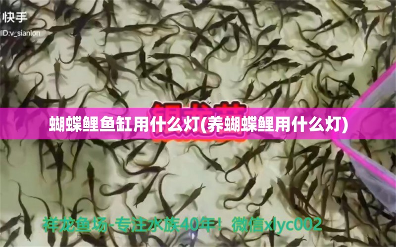 蝴蝶鲤鱼缸用什么灯(养蝴蝶鲤用什么灯)