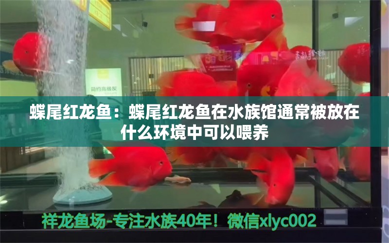 蝶尾红龙鱼：蝶尾红龙鱼在水族馆通常被放在什么环境中可以喂养 水族问答 第1张