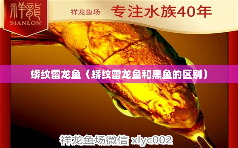 蟒纹雷龙鱼（蟒纹雷龙鱼和黑鱼的区别） 广州龙鱼批发市场