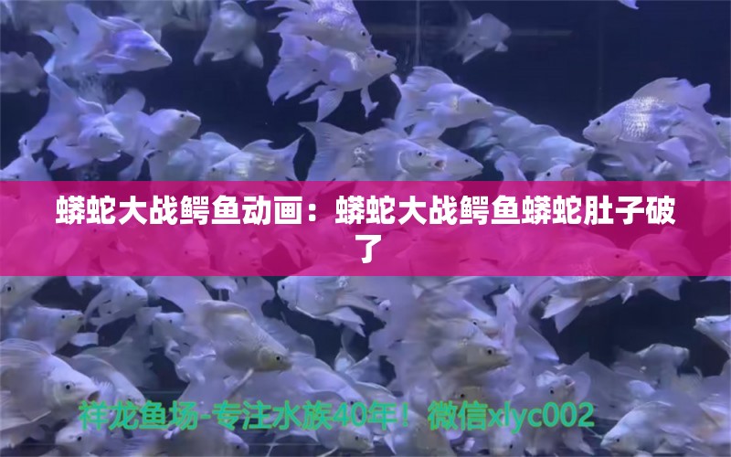 蟒蛇大战鳄鱼动画：蟒蛇大战鳄鱼蟒蛇肚子破了