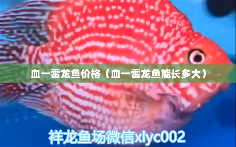 血一雷龙鱼价格（血一雷龙鱼能长多大） 祥龙水族医院