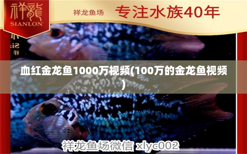 血红金龙鱼1000万视频(100万的金龙鱼视频) 斑马鸭嘴鱼