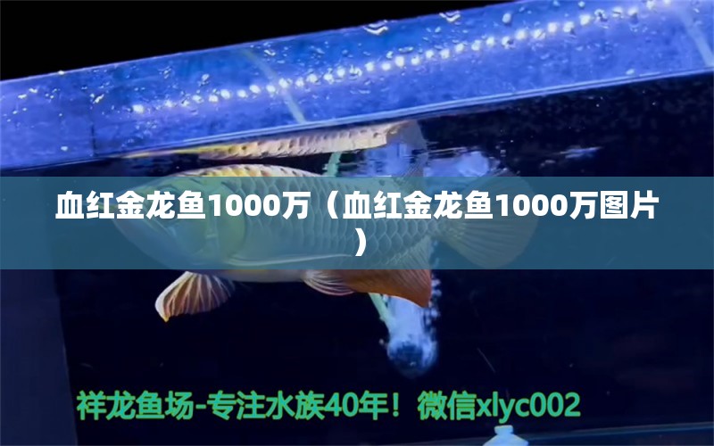 血红金龙鱼1000万（血红金龙鱼1000万图片） 南美异形观赏鱼