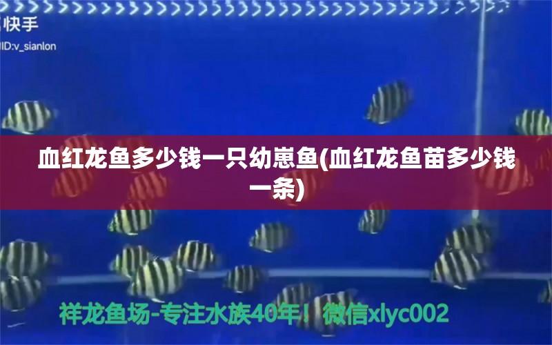 血红龙鱼多少钱一只幼崽鱼(血红龙鱼苗多少钱一条) 电鳗