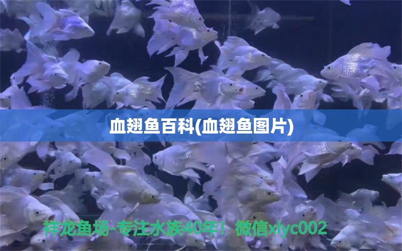 血翅鱼百科(血翅鱼图片)