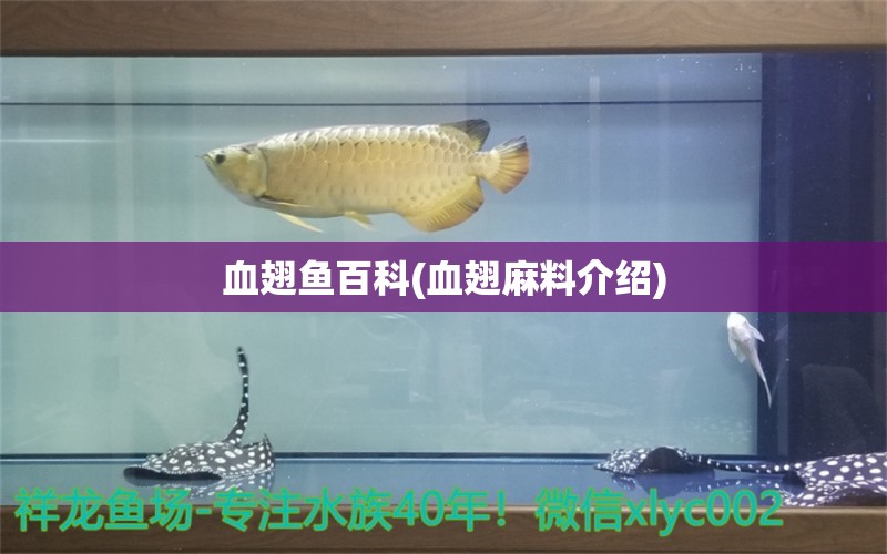 血翅鱼百科(血翅麻料介绍)