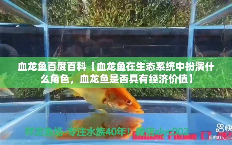 血龙鱼百度百科【血龙鱼在生态系统中扮演什么角色，血龙鱼是否具有经济价值】