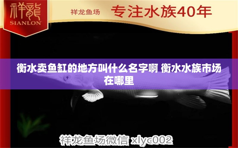 衡水卖鱼缸的地方叫什么名字啊 衡水水族市场在哪里 高背金龙鱼 第1张