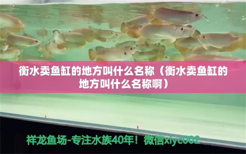 衡水卖鱼缸的地方叫什么名称（衡水卖鱼缸的地方叫什么名称啊）