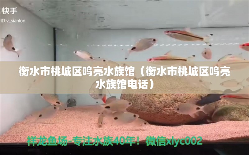 衡水市桃城区鸣亮水族馆（衡水市桃城区鸣亮水族馆电话）