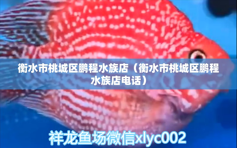 衡水市桃城区鹏程水族店（衡水市桃城区鹏程水族店电话）