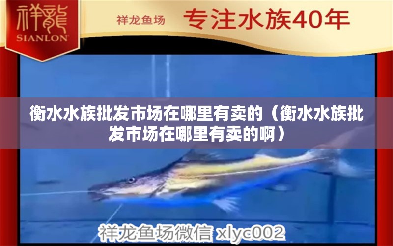 衡水水族批发市场在哪里有卖的（衡水水族批发市场在哪里有卖的啊） 观赏鱼水族批发市场