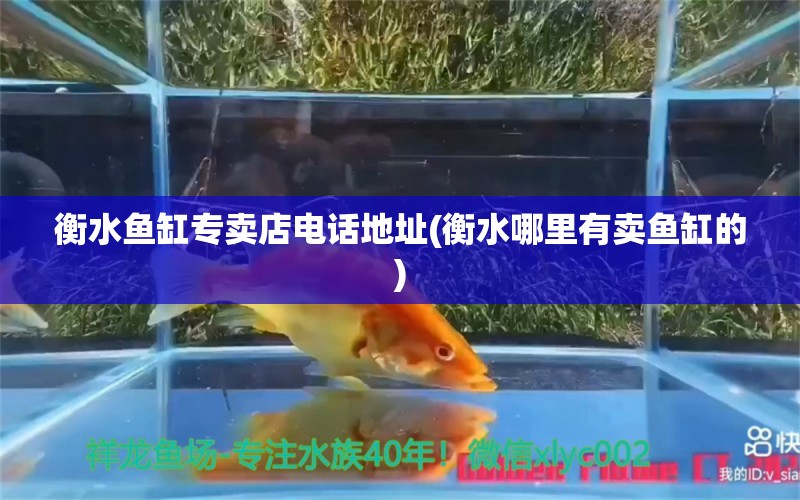 衡水鱼缸专卖店电话地址(衡水哪里有卖鱼缸的) 喷点菠萝鱼