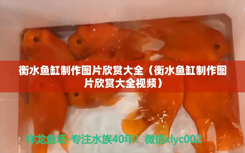 衡水鱼缸制作图片欣赏大全（衡水鱼缸制作图片欣赏大全视频） 国产元宝凤凰鱼 第1张