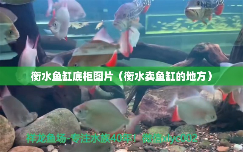 衡水鱼缸底柜图片（衡水卖鱼缸的地方） 量子养鱼技术