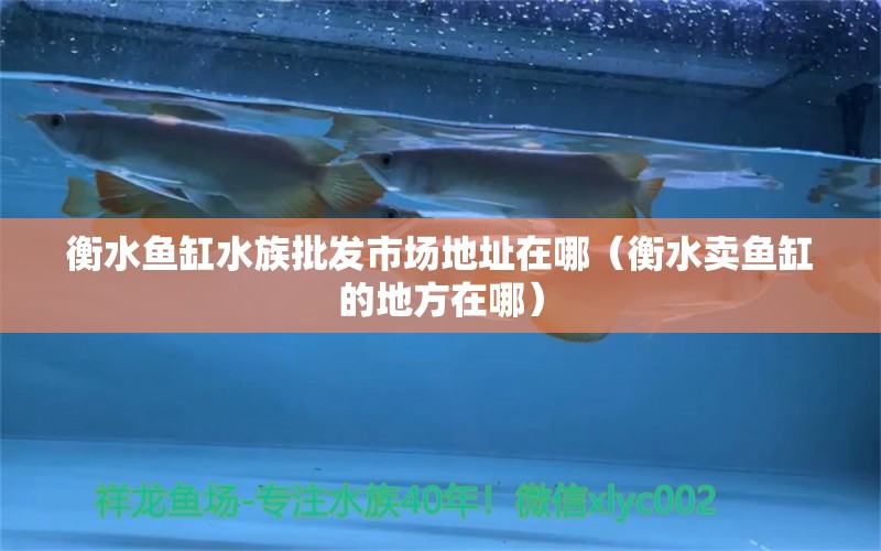 衡水鱼缸水族批发市场地址在哪（衡水卖鱼缸的地方在哪）