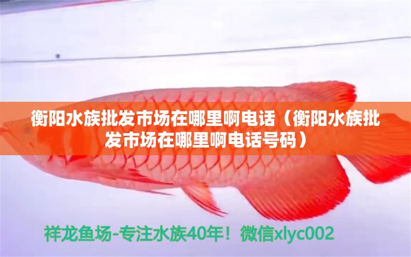 衡阳水族批发市场在哪里啊电话（衡阳水族批发市场在哪里啊电话号码）