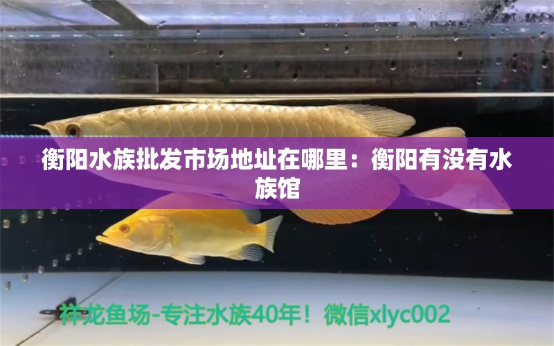 衡阳水族批发市场地址在哪里：衡阳有没有水族馆