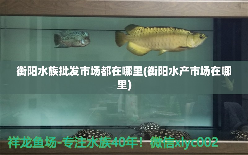 衡阳水族批发市场都在哪里(衡阳水产市场在哪里) 观赏鱼水族批发市场