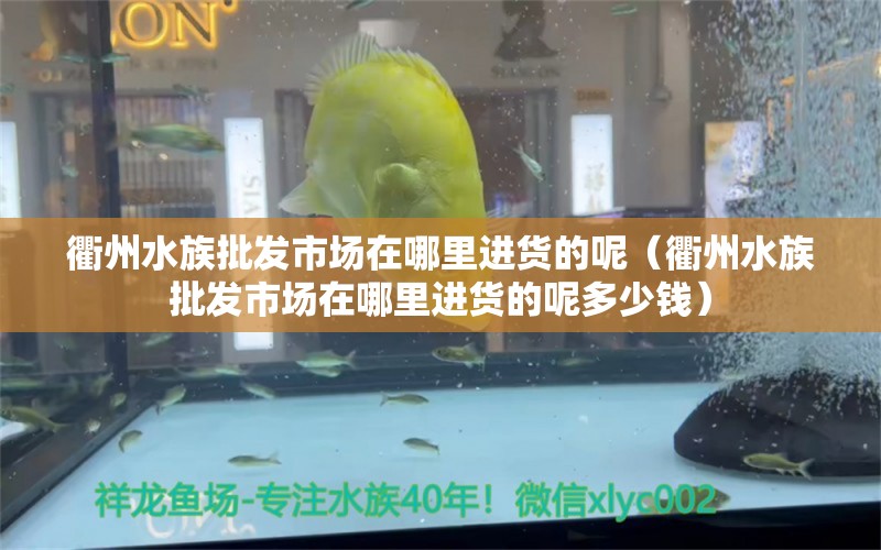 衢州水族批发市场在哪里进货的呢（衢州水族批发市场在哪里进货的呢多少钱）