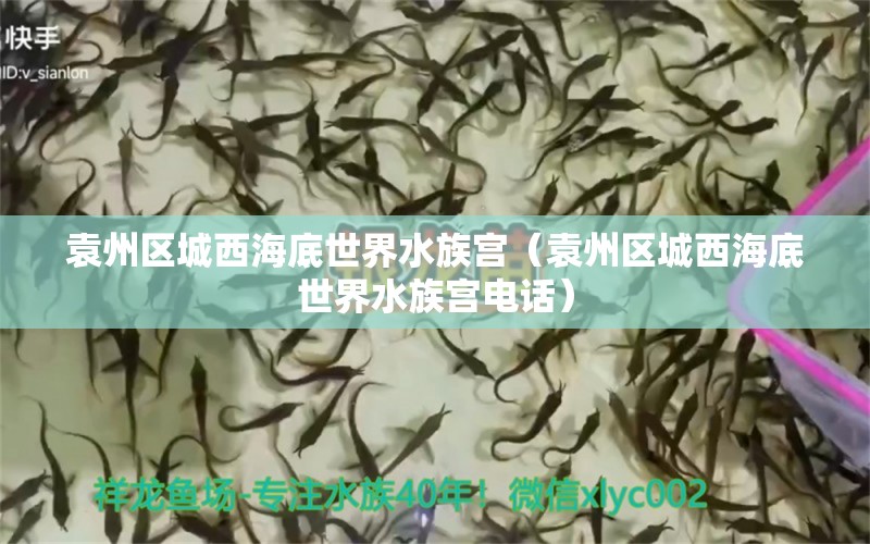 袁州区城西海底世界水族宫（袁州区城西海底世界水族宫电话） 全国水族馆企业名录