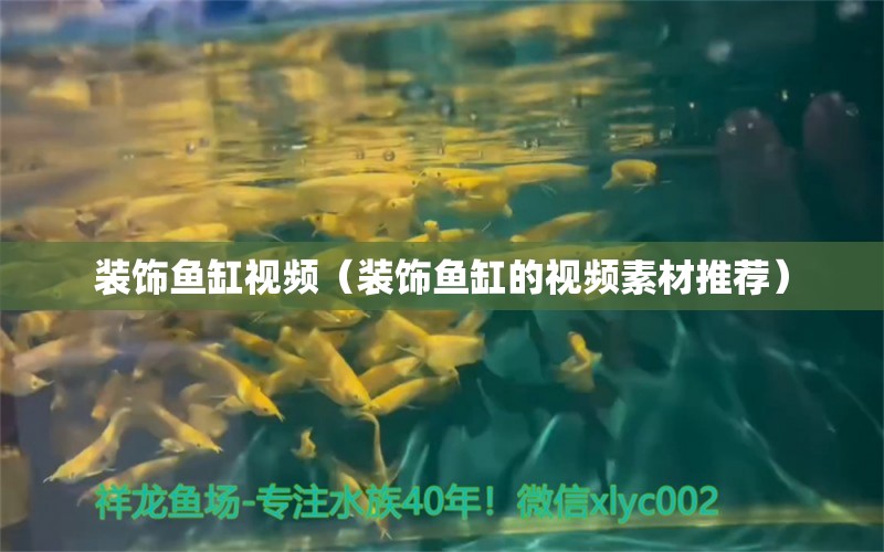 装饰鱼缸视频（装饰鱼缸的视频素材推荐） 鱼缸风水 第2张