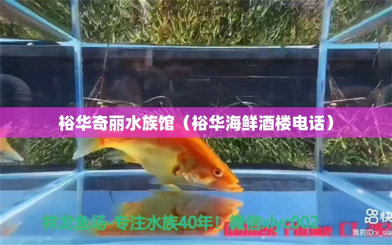 裕华奇丽水族馆（裕华海鲜酒楼电话）