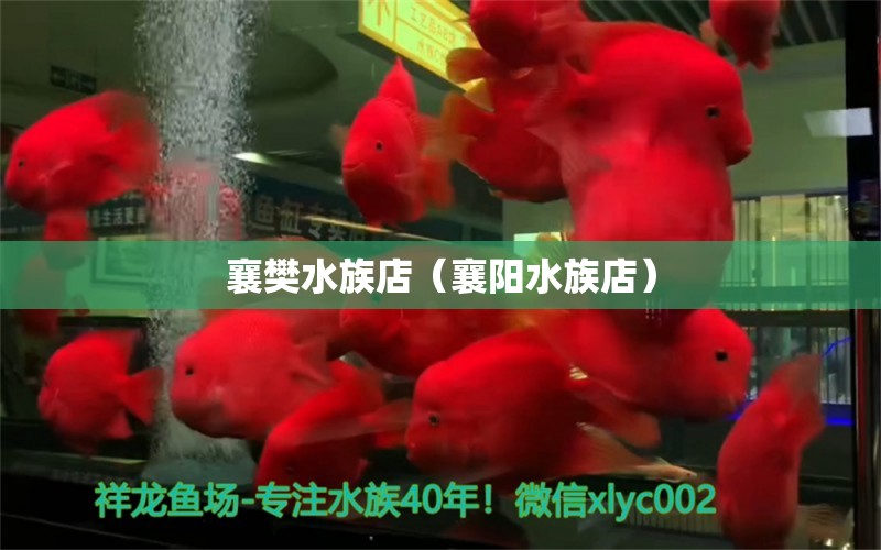 襄樊水族店（襄阳水族店）