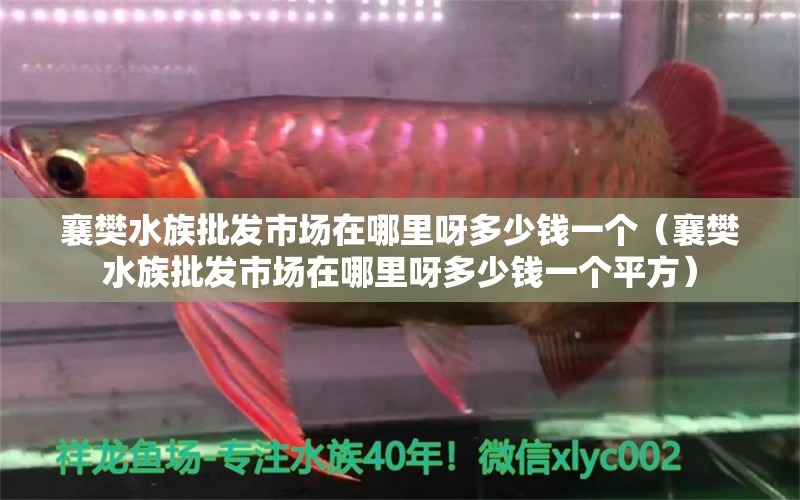 襄樊水族批发市场在哪里呀多少钱一个（襄樊水族批发市场在哪里呀多少钱一个平方） 观赏鱼水族批发市场