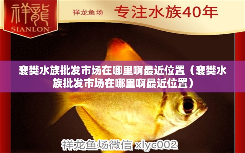 襄樊水族批发市场在哪里啊最近位置（襄樊水族批发市场在哪里啊最近位置） 观赏鱼水族批发市场