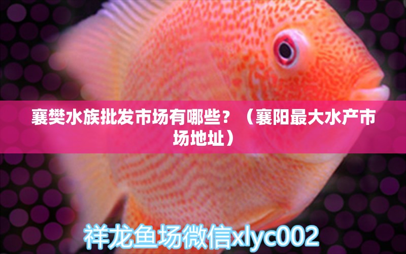 襄樊水族批发市场有哪些？（襄阳最大水产市场地址） 养鱼知识 第1张