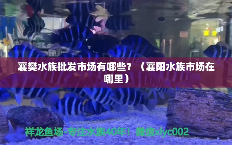 襄樊水族批发市场有哪些？（襄阳水族市场在哪里） 养鱼知识 第1张