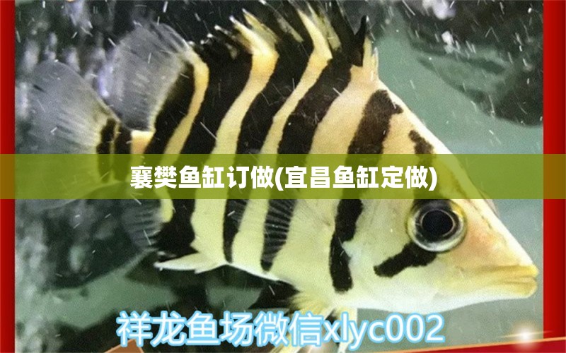 襄樊鱼缸订做(宜昌鱼缸定做) 暹罗巨鲤 第1张