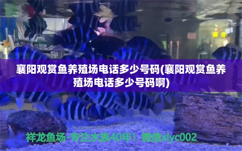 襄阳观赏鱼养殖场电话多少号码(襄阳观赏鱼养殖场电话多少号码啊) 黑金魟鱼 第1张