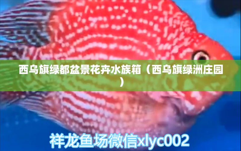 西乌旗绿都盆景花卉水族箱（西乌旗绿洲庄园）