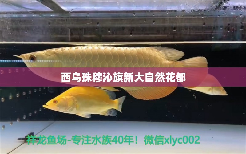 西乌珠穆沁旗新大自然花都