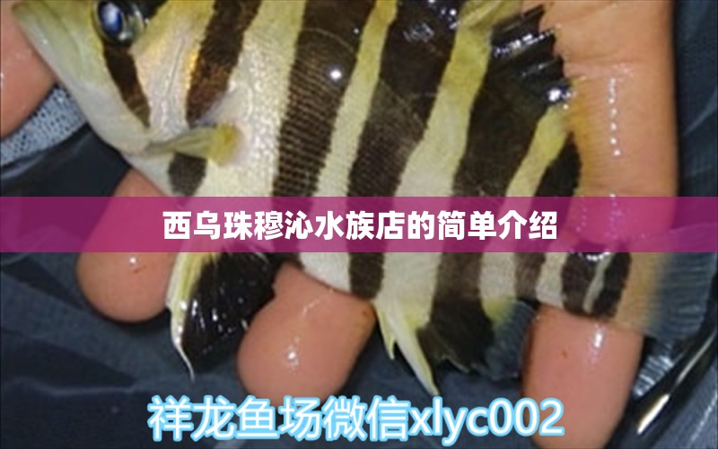 西乌珠穆沁水族店的简单介绍